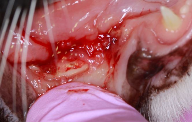 Photograph of the right mandible of a cat with Gingivitis-Stomatitis Complex 